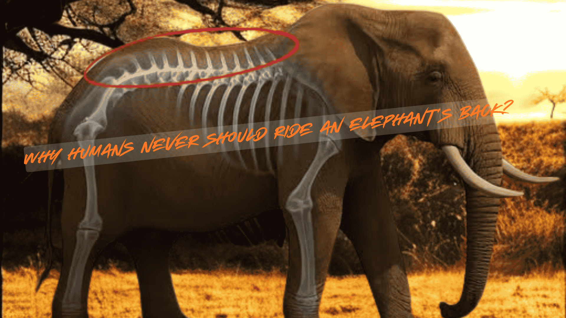 why humans should never ride an elephants back