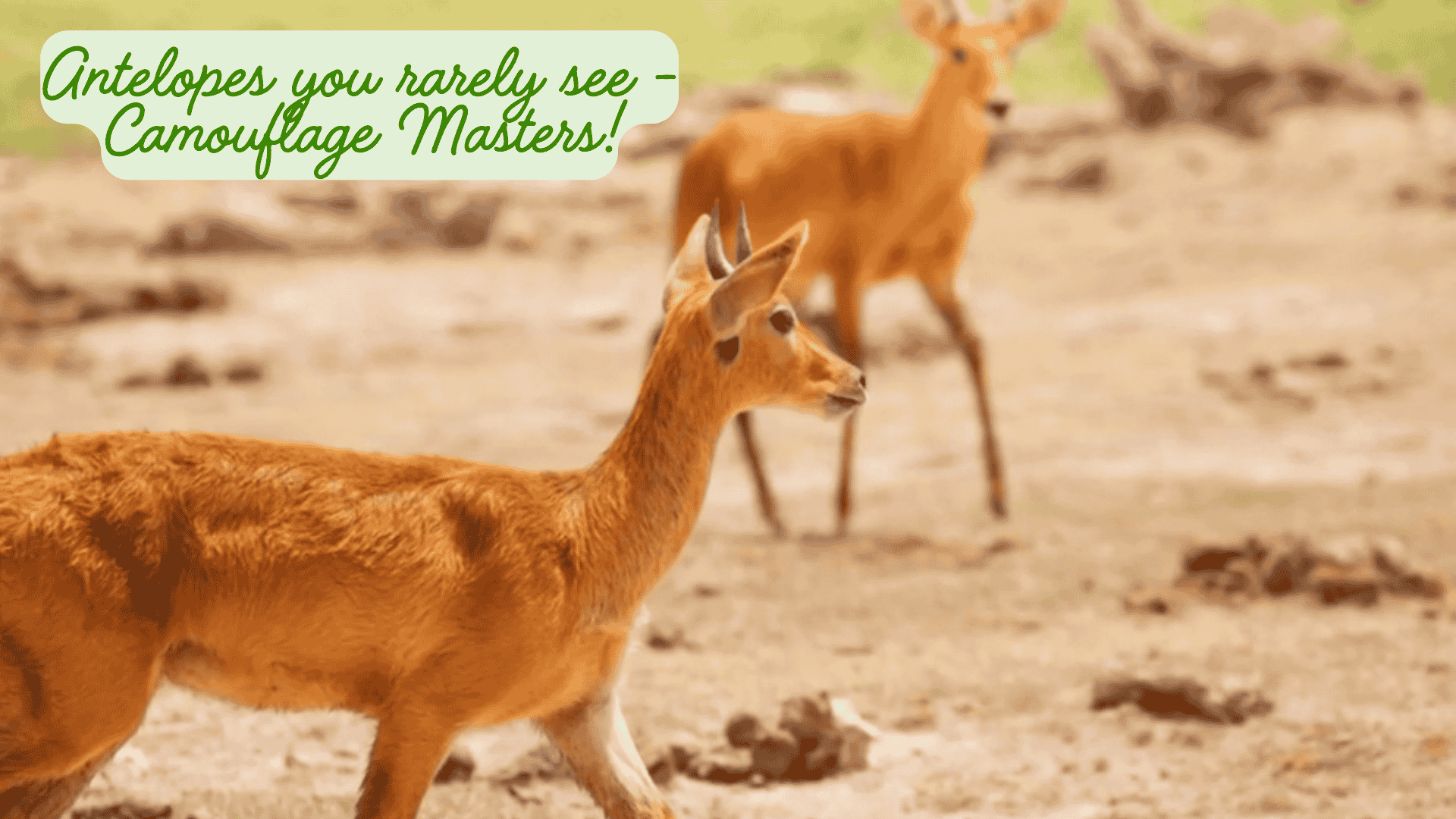 Antelopes you rarely see - Camouflage Masters!