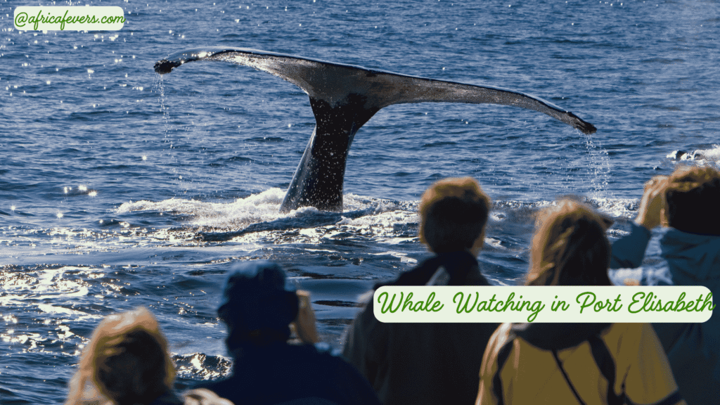 Whale Watching in Port Elisabeth