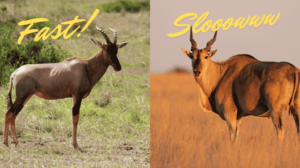 The Fastest Antelope in Africa (And Its Surprisingly Slow Cousin) fastest and most slow african antilopes