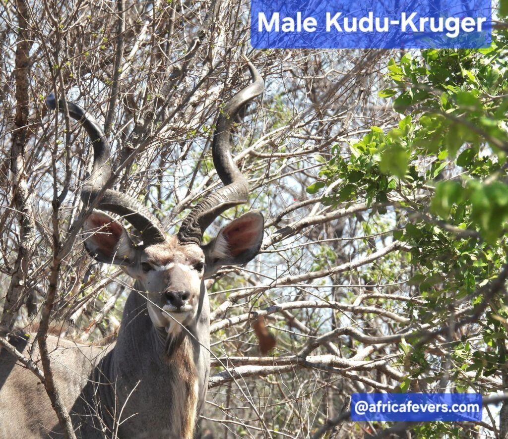 greater kudu my picture