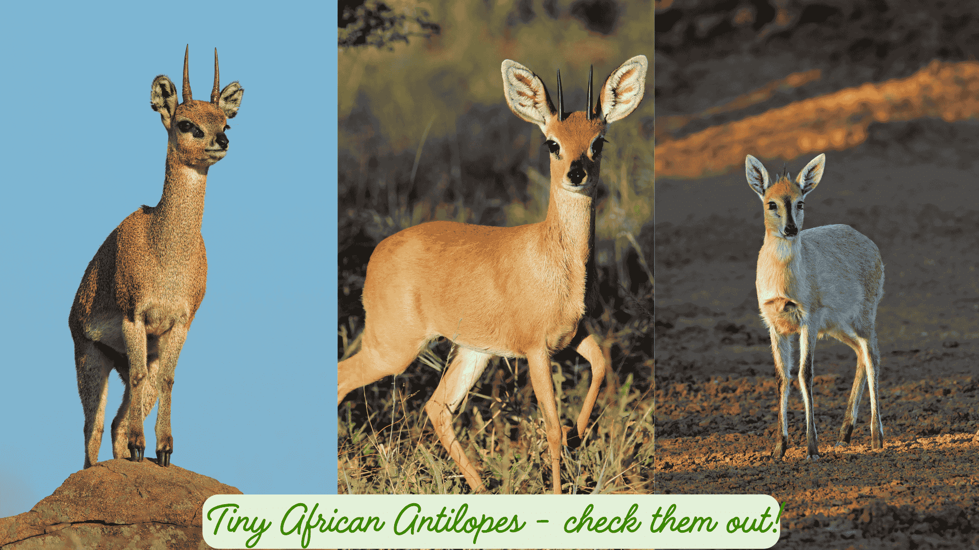 tiny african antilopes steenbok duiker and klipspringer