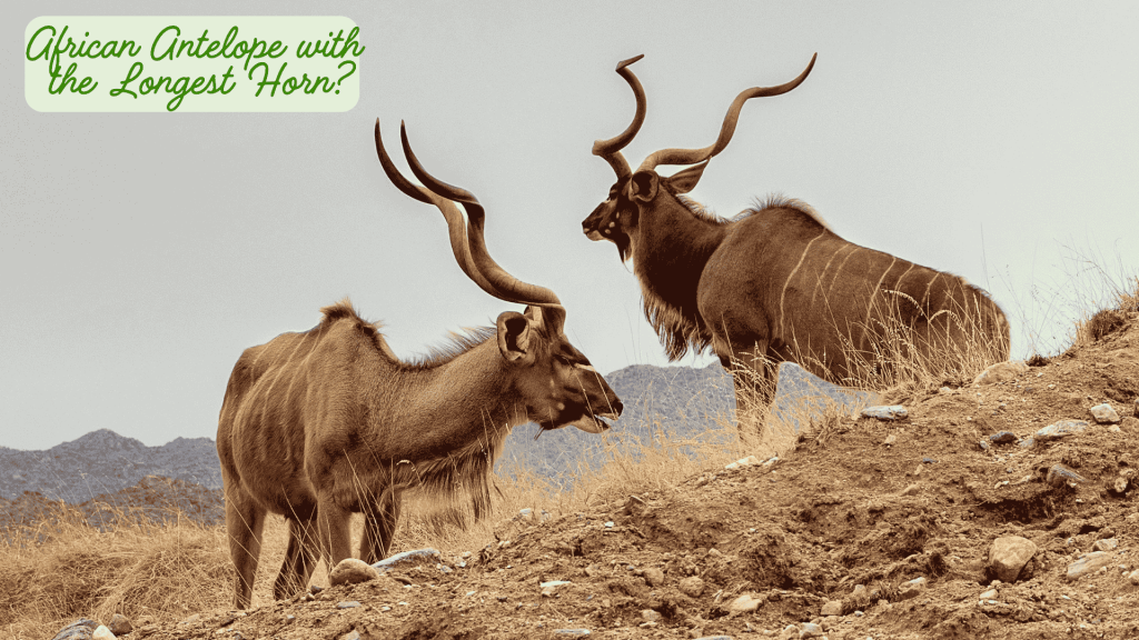 Which African Antelopes Have The Longest Horns? African antelope with the longest horn