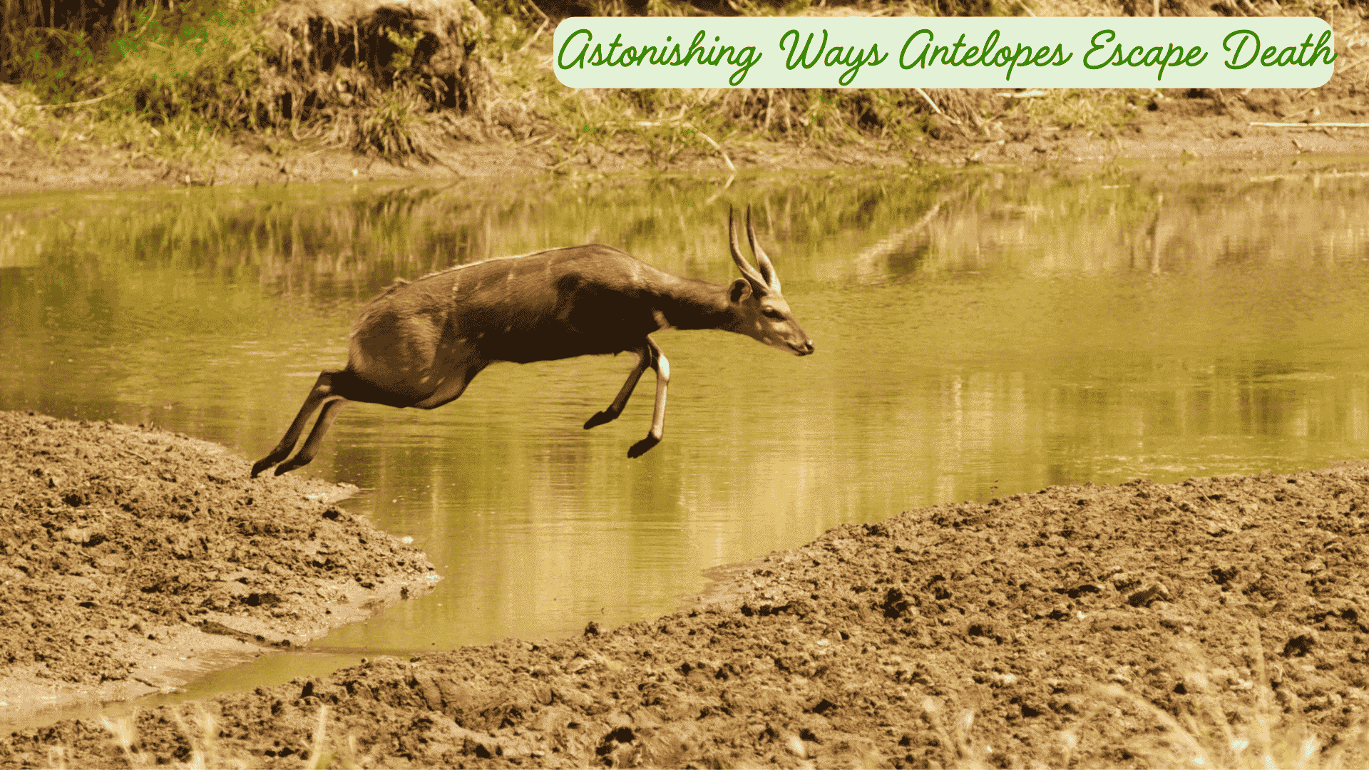 Astonishing Ways Antelopes Escape Death