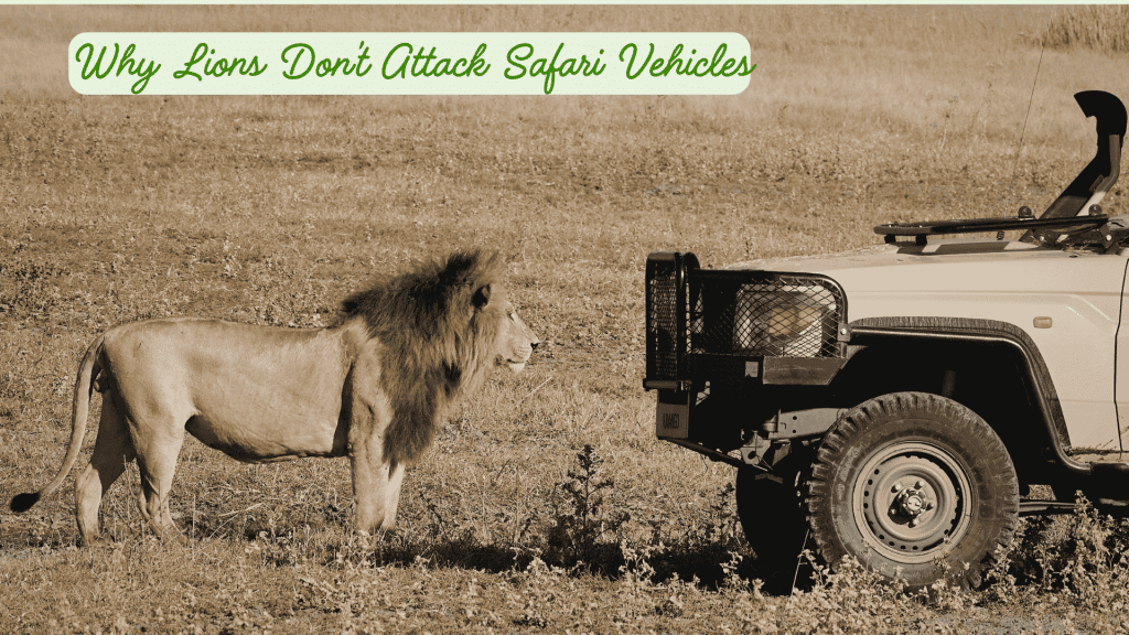 Why Lions Don’t Attack Safari Vehicles Why Lions Don’t Attack Safari Vehicles