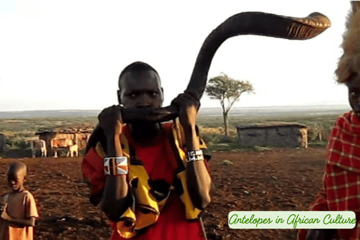 antelopes in african culture