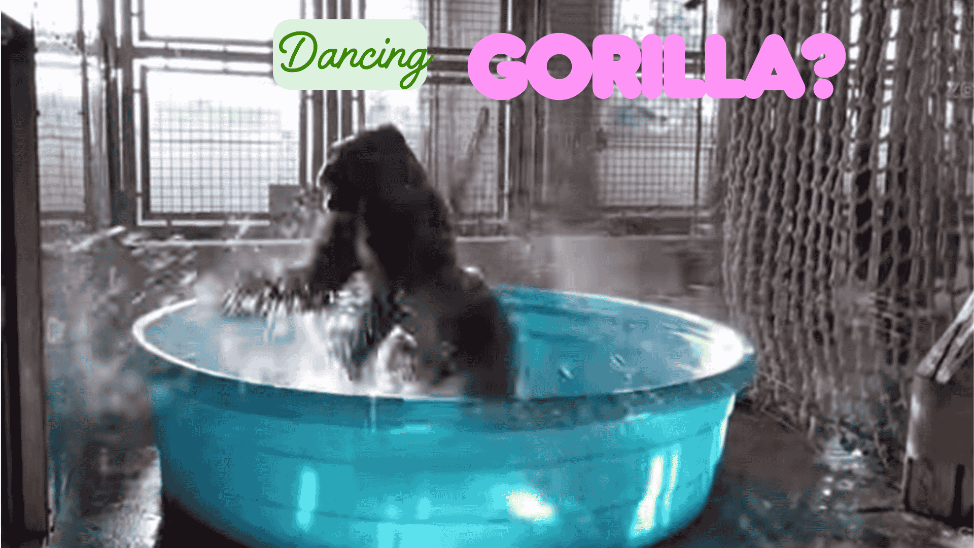 dancing gorilla