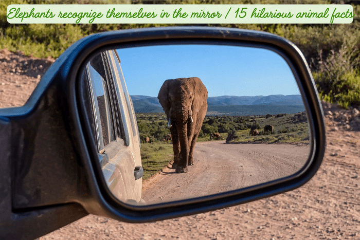 15 Hilarious Facts About African Wildlife 15 hilarious african animal facts