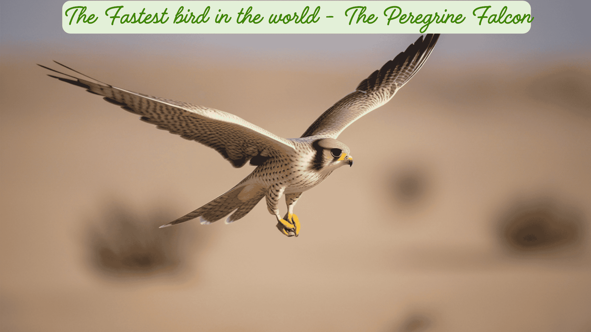 fastest bird in the world