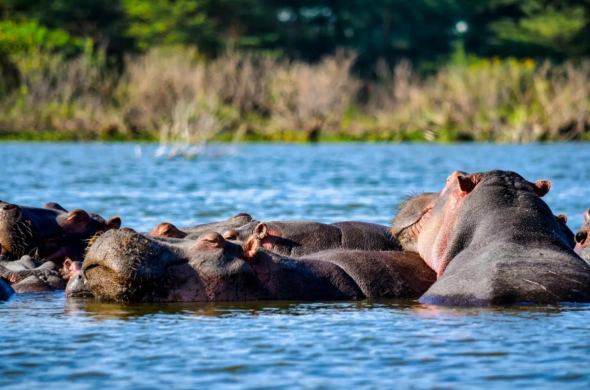 Hippos Ooze Pink Sunscreen