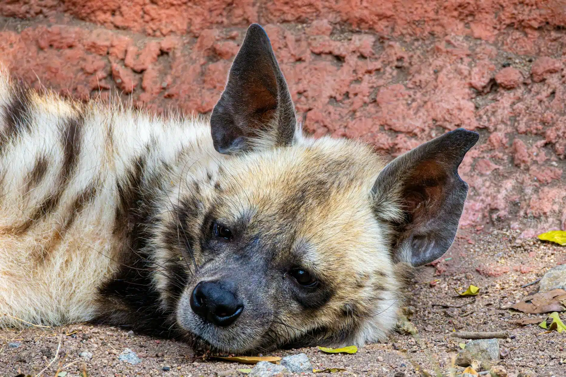 Hyenas: Confusing Gender Roles