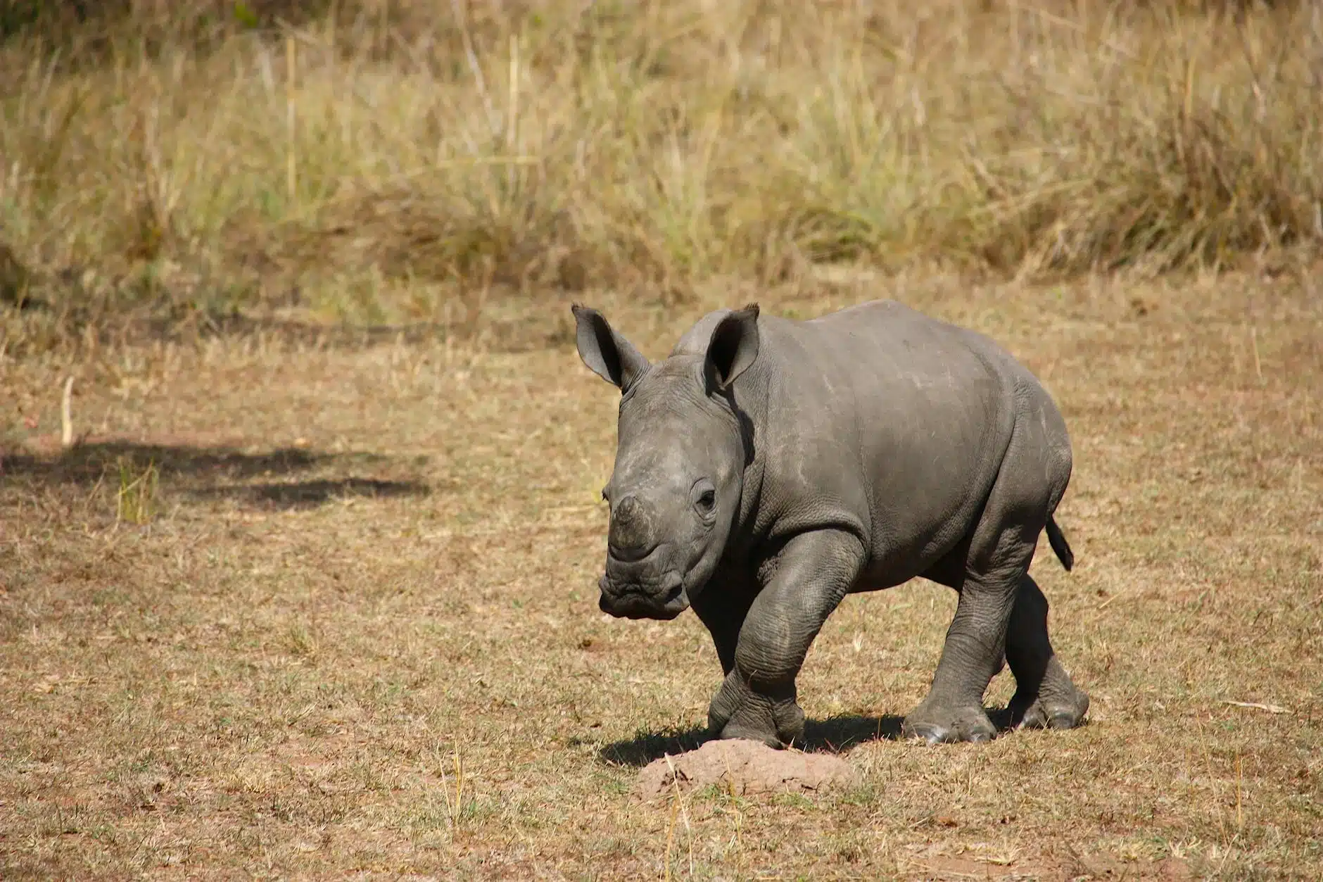 Rhinos Share Toilet Spots