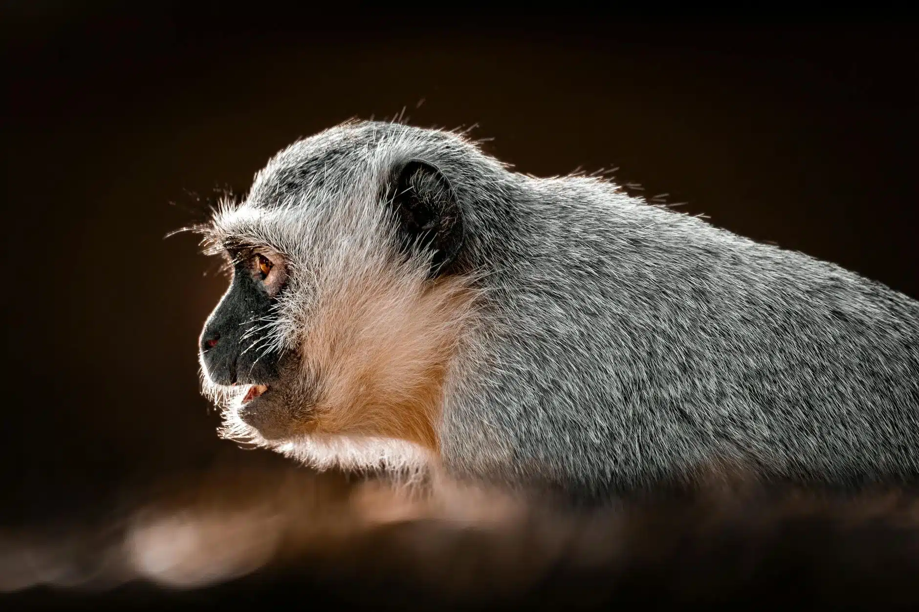 Monkeys Yell Different Warnings