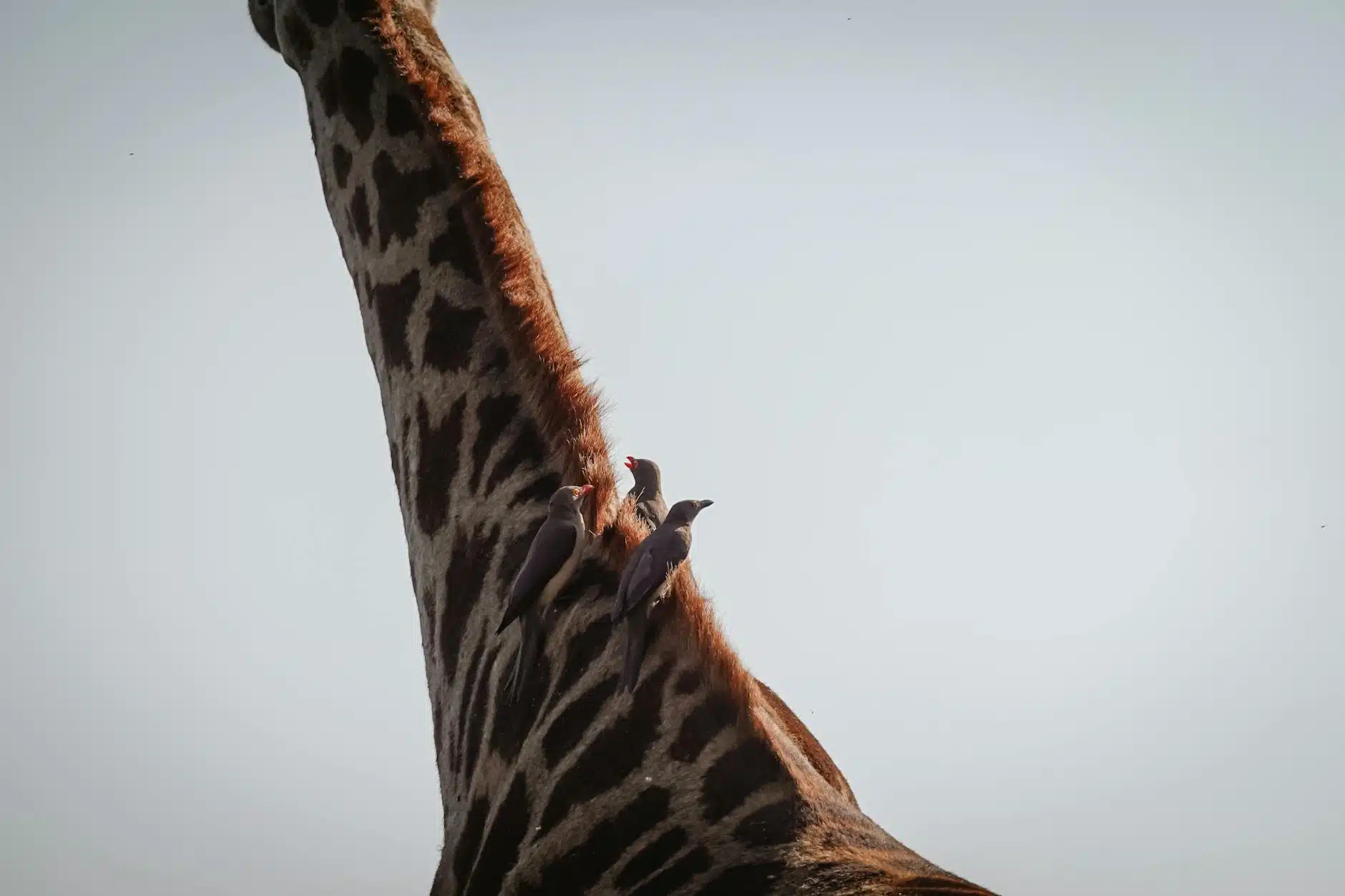 Birds Steal Giraffe Earwax