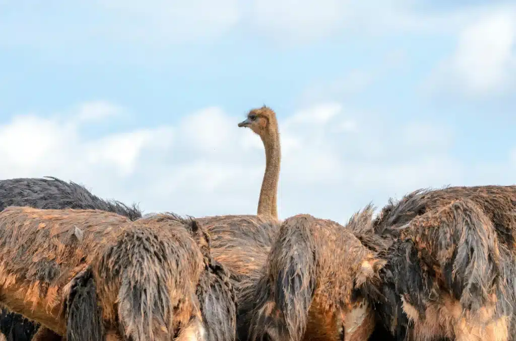 10 Most Comical Funny African Birds african ostrich
