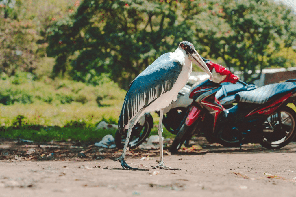 Marabou Stork