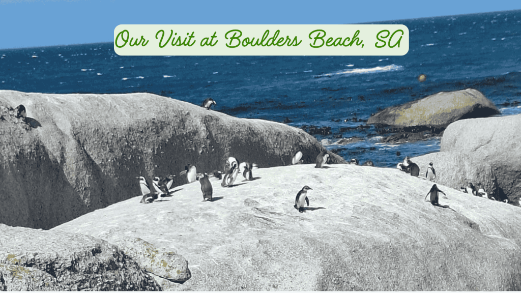 A Day with the Penguins at Boulders Beach (And Yes… There Were a Lot of Tourists) Our Visit at Boulders Beach, SA